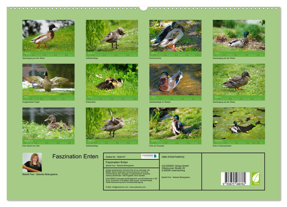 Faszination Enten (CALVENDO Premium Wandkalender 2024)