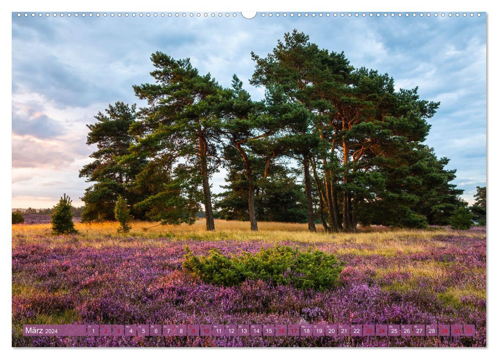Romantic heather blossom (CALVENDO Premium wall calendar 2024) 