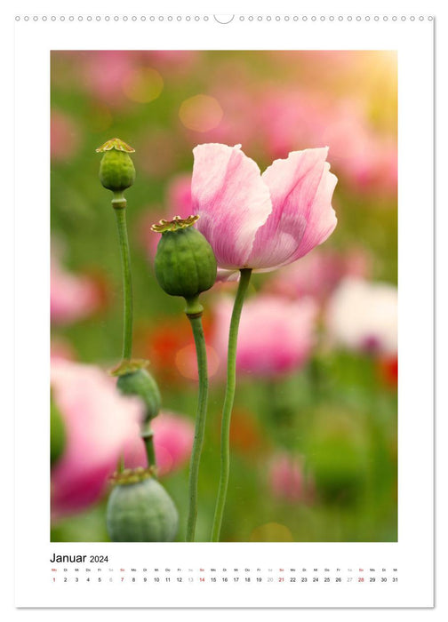 Magic of the Poppy Blossom (CALVENDO Premium Wall Calendar 2024) 