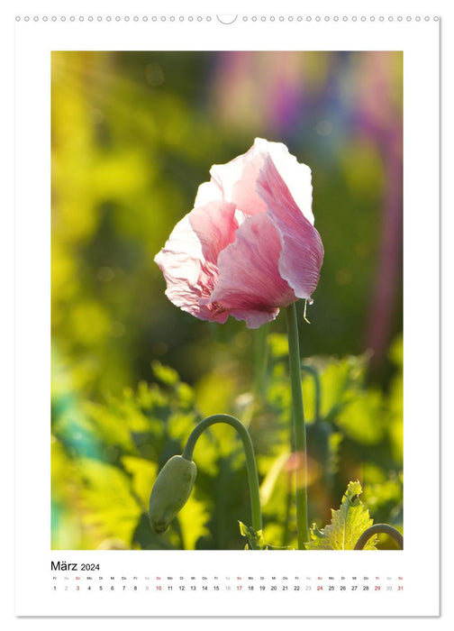 Magic of the Poppy Blossom (CALVENDO Premium Wall Calendar 2024) 