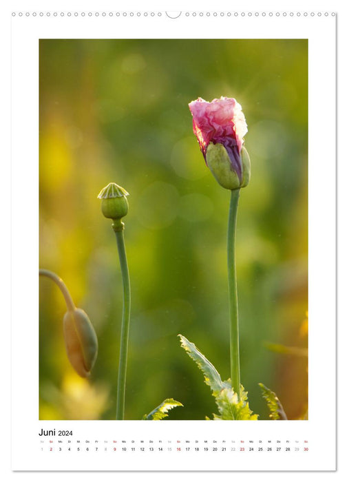 Magic of the Poppy Blossom (CALVENDO Premium Wall Calendar 2024) 