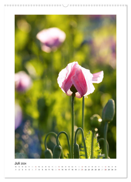 Magic of the Poppy Blossom (CALVENDO Premium Wall Calendar 2024) 