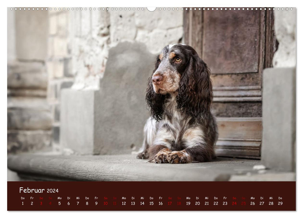 English Cocker Spaniel (CALVENDO Premium Wall Calendar 2024) 