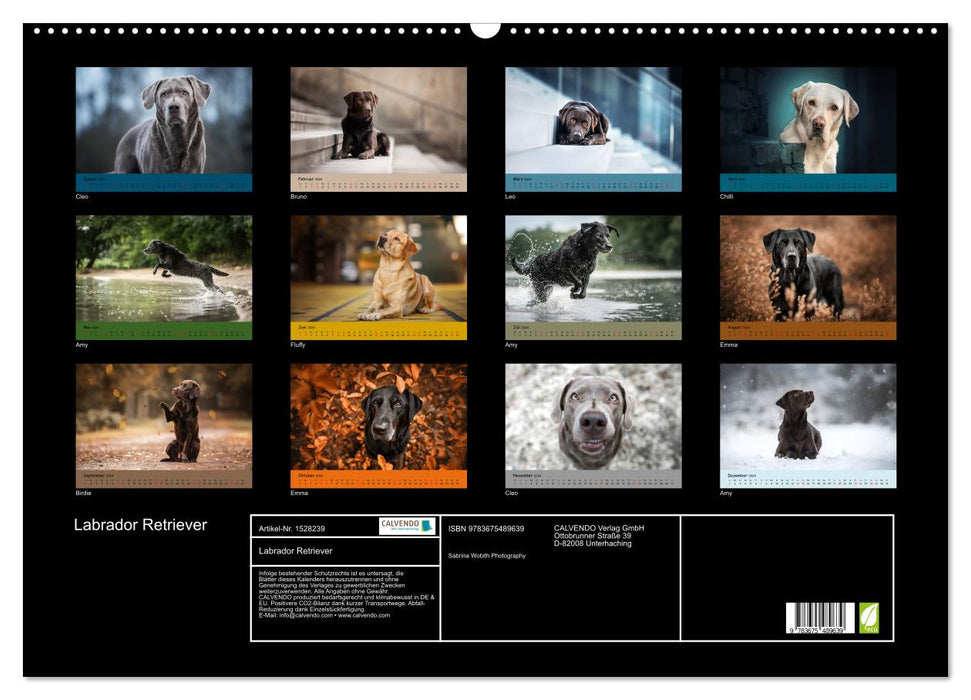 Labrador Retriever - Diversity on Four Paws (CALVENDO Wall Calendar 2024) 