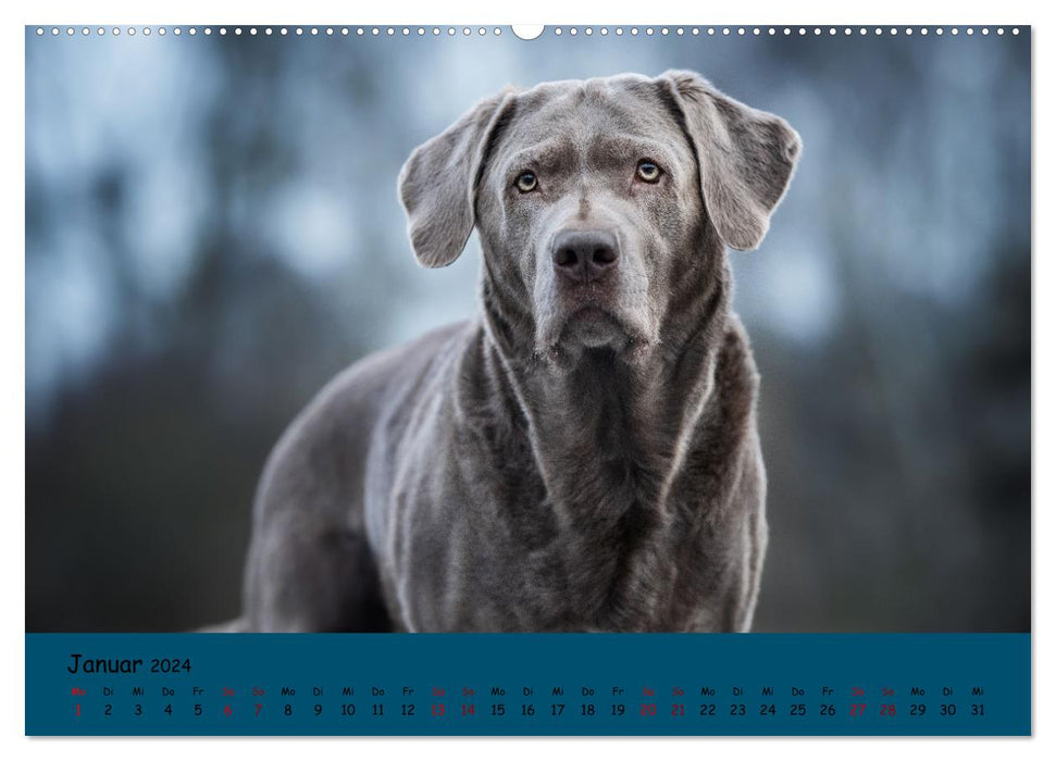 Labrador Retriever - Diversity on Four Paws (CALVENDO Wall Calendar 2024) 