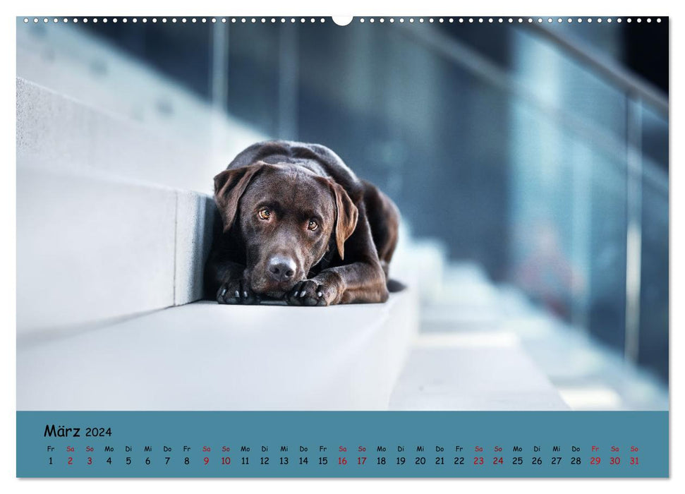 Labrador Retriever – La diversité sur quatre pattes (Calendrier mural CALVENDO 2024) 