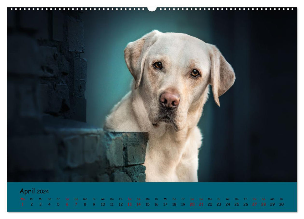 Labrador Retriever – La diversité sur quatre pattes (Calendrier mural CALVENDO 2024) 