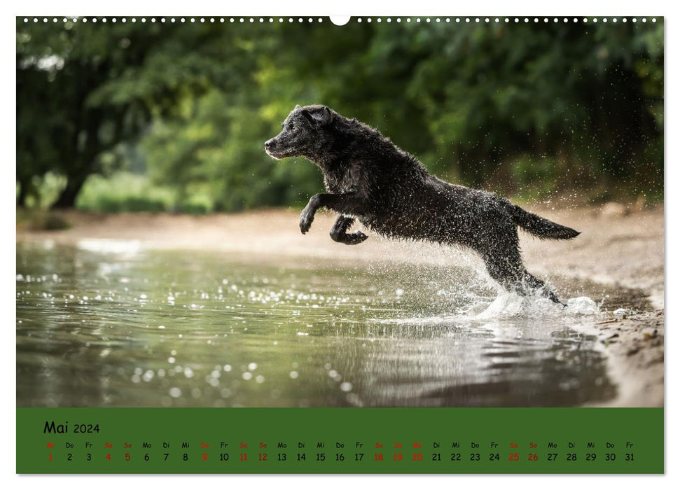 Labrador Retriever - Diversity on Four Paws (CALVENDO Wall Calendar 2024) 