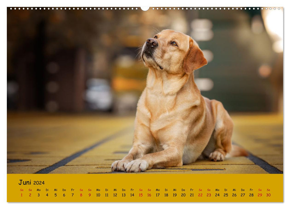 Labrador Retriever - Diversity on Four Paws (CALVENDO Wall Calendar 2024) 