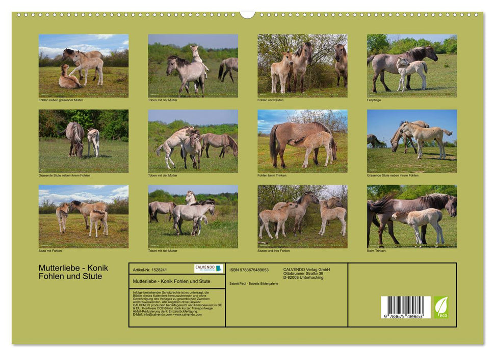Mutterliebe - Konik Fohlen und Stute (CALVENDO Premium Wandkalender 2024)
