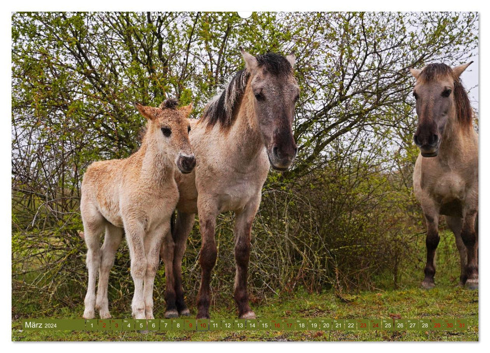 Mutterliebe - Konik Fohlen und Stute (CALVENDO Premium Wandkalender 2024)