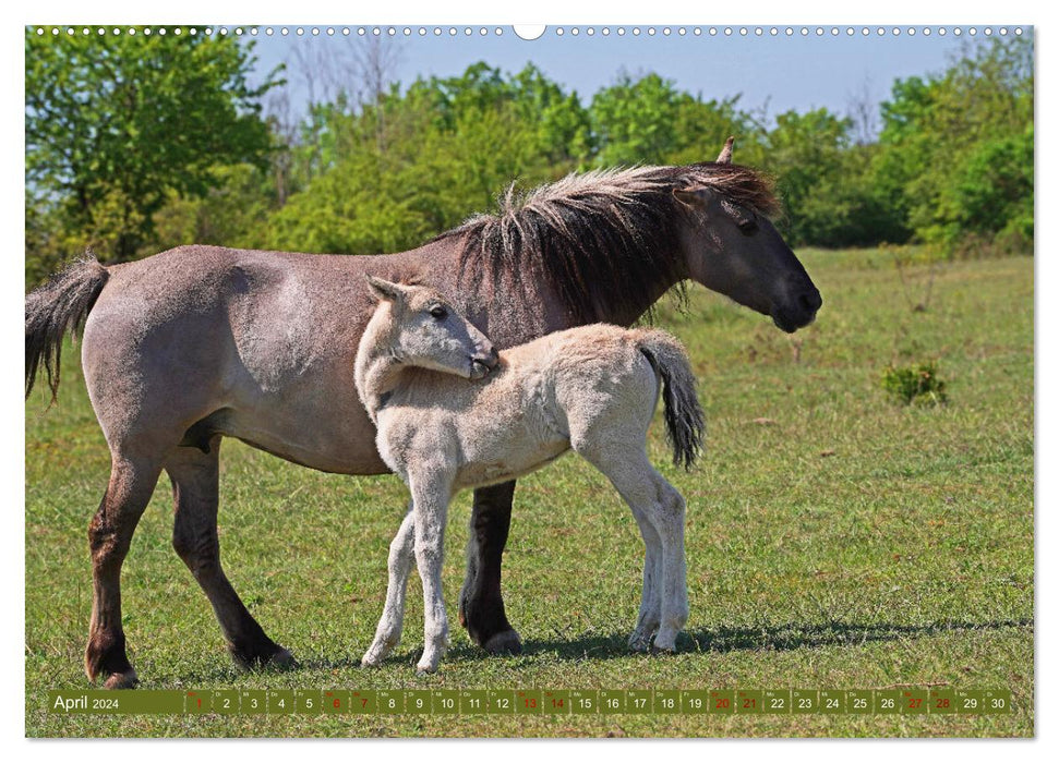 Mother's Love - Konik Foal and Mare (CALVENDO Premium Wall Calendar 2024) 