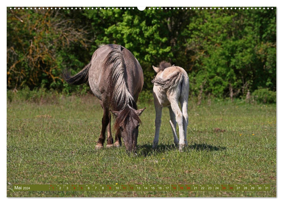 Mutterliebe - Konik Fohlen und Stute (CALVENDO Premium Wandkalender 2024)