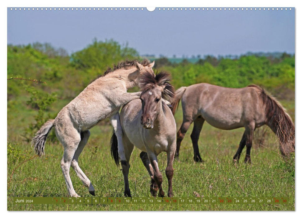 Mutterliebe - Konik Fohlen und Stute (CALVENDO Premium Wandkalender 2024)