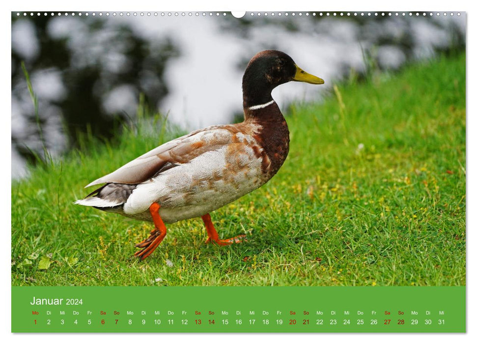 Fascination avec les canards (Calendrier mural CALVENDO 2024) 