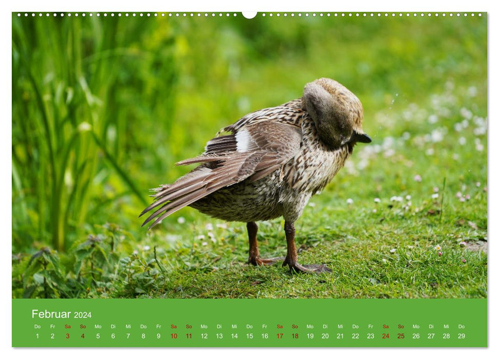 Fascination avec les canards (Calendrier mural CALVENDO 2024) 