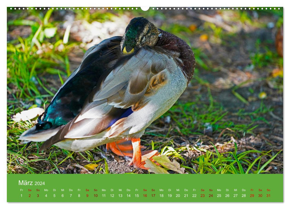 Fascination avec les canards (Calendrier mural CALVENDO 2024) 