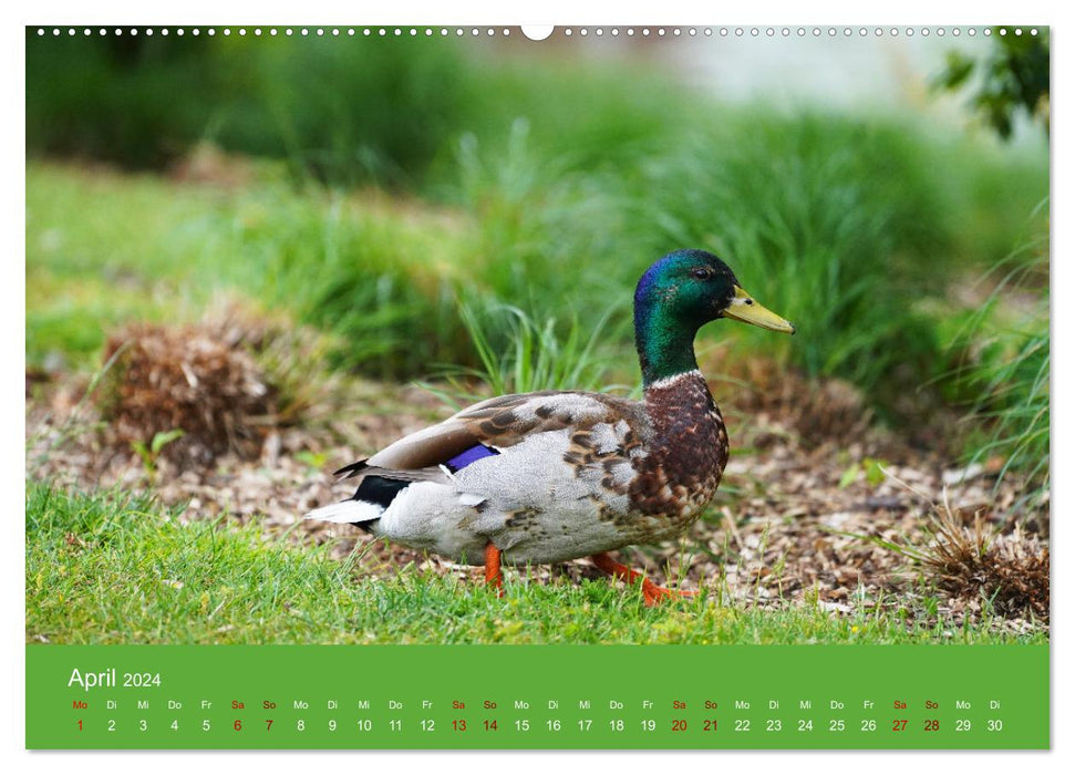 Fascination avec les canards (Calendrier mural CALVENDO 2024) 