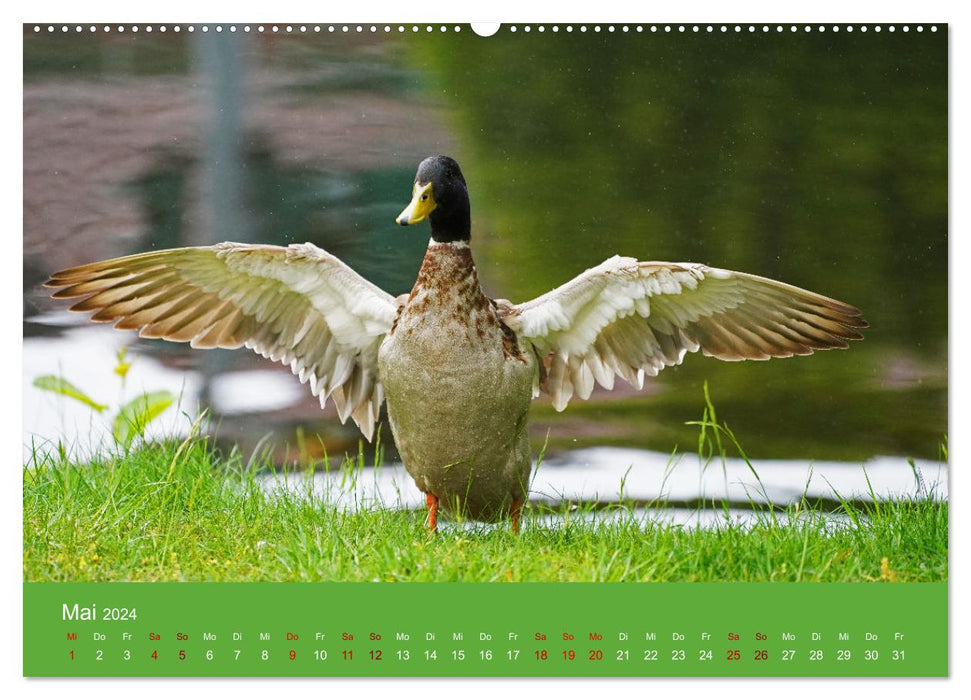 Fascination avec les canards (Calendrier mural CALVENDO 2024) 