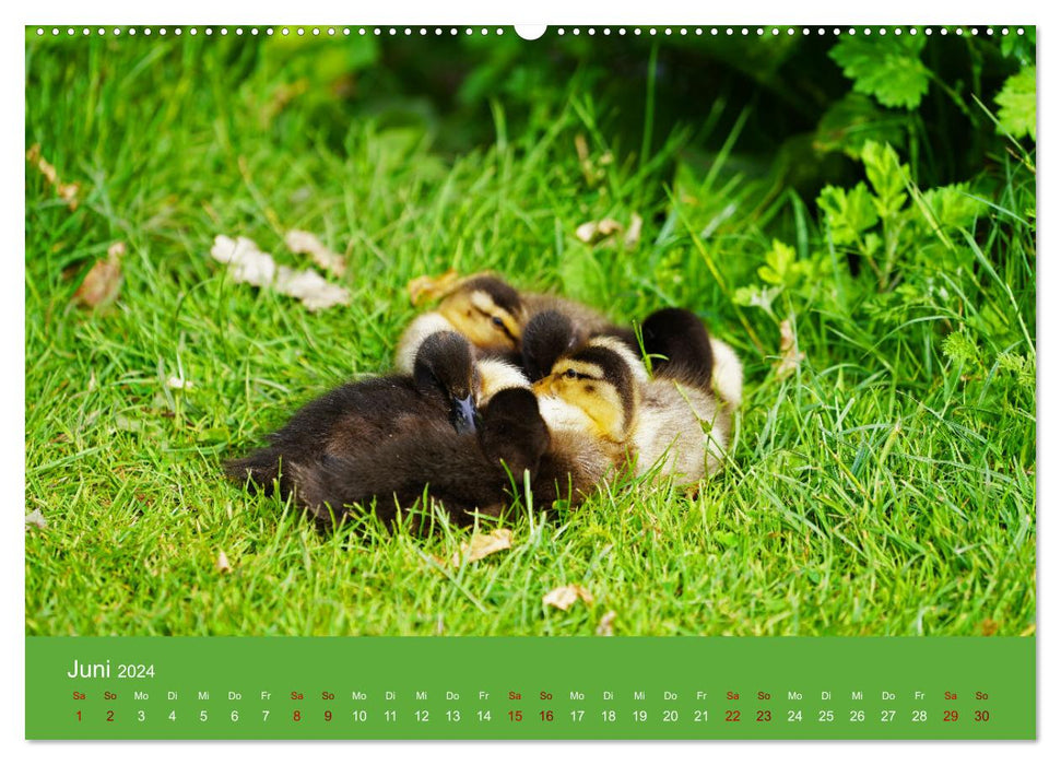 Fascination avec les canards (Calendrier mural CALVENDO 2024) 