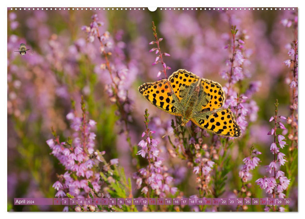 Romantic heather blossom (CALVENDO wall calendar 2024) 