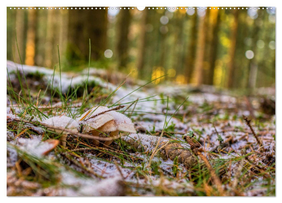 Diversity on the forest floor (CALVENDO wall calendar 2024) 