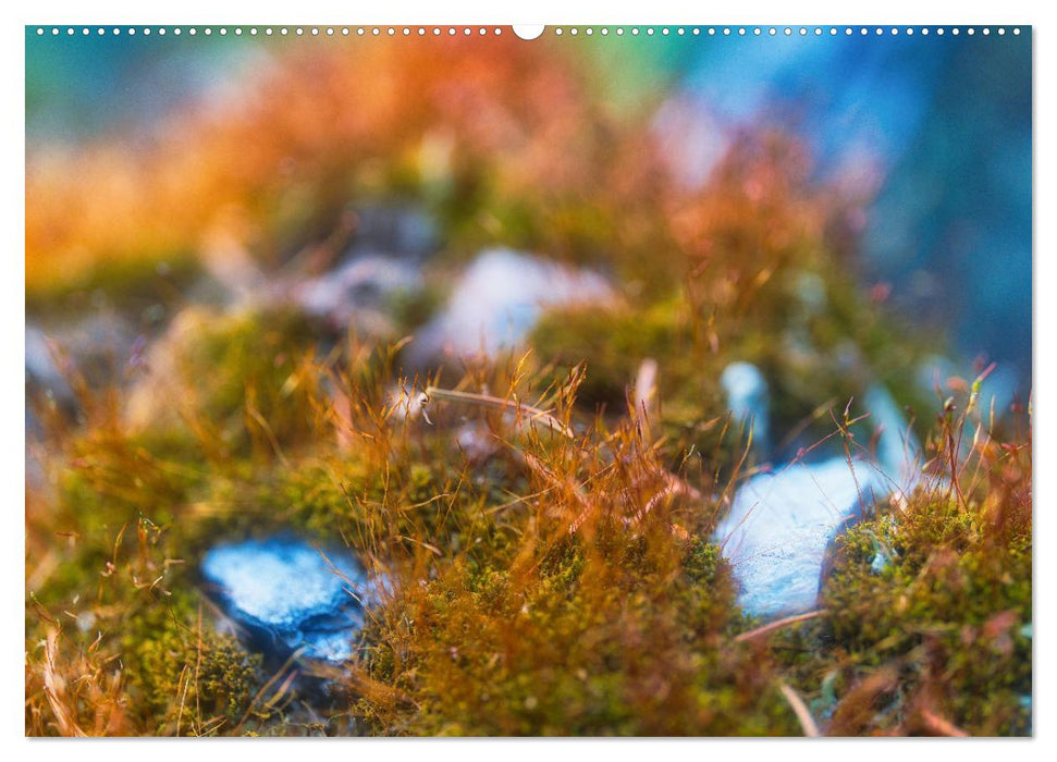 Diversity on the forest floor (CALVENDO wall calendar 2024) 