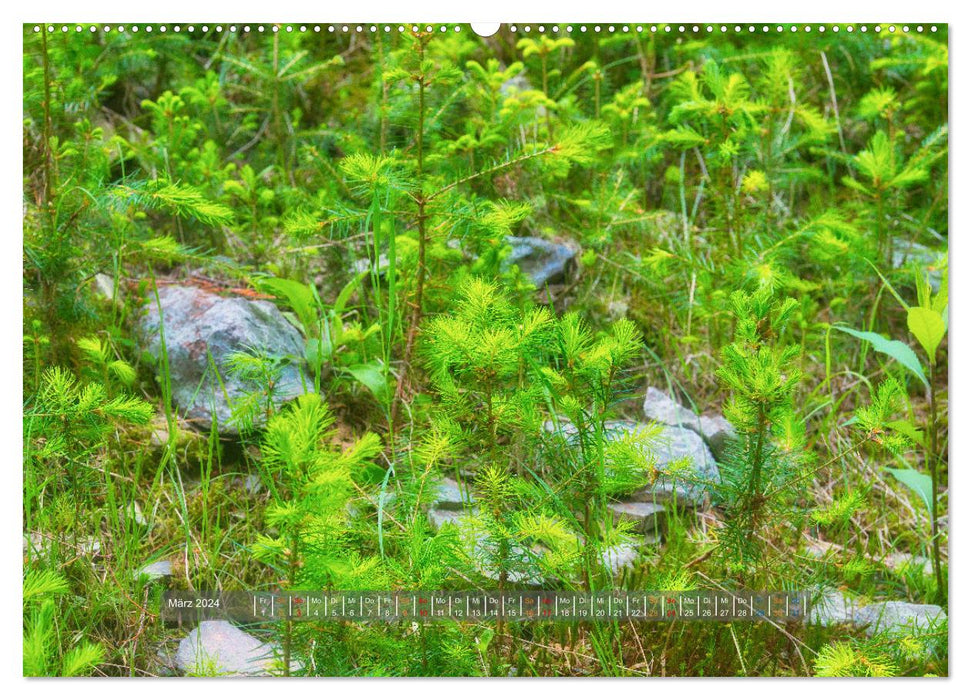 Diversity on the forest floor (CALVENDO wall calendar 2024) 