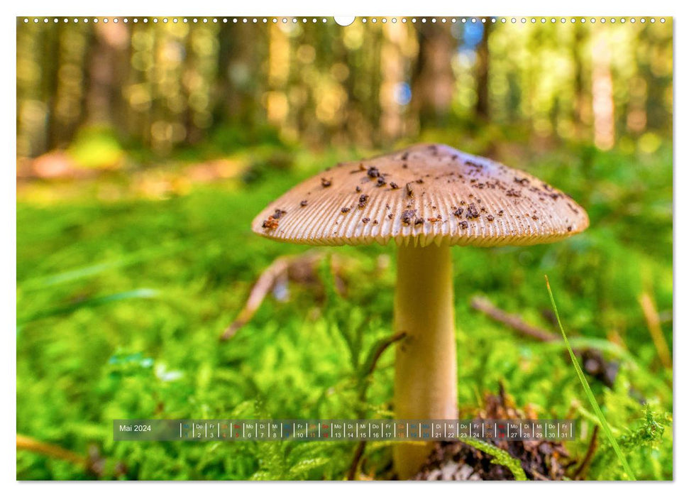 Diversity on the forest floor (CALVENDO wall calendar 2024) 