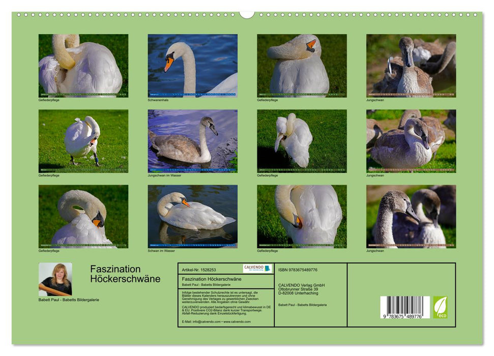 Fascination with Mute Swans (CALVENDO Premium Wall Calendar 2024) 