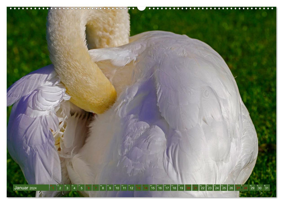 Fascination with Mute Swans (CALVENDO Premium Wall Calendar 2024) 