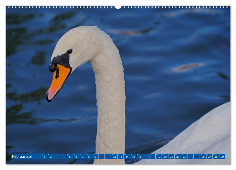 Fascination with Mute Swans (CALVENDO Premium Wall Calendar 2024) 