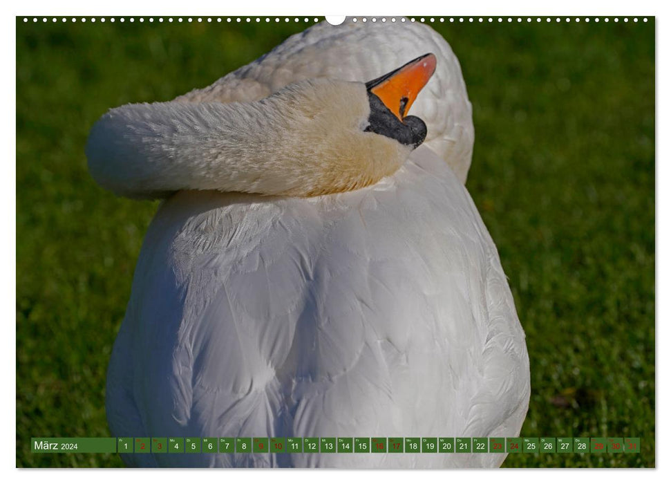 Fascination with Mute Swans (CALVENDO Premium Wall Calendar 2024) 