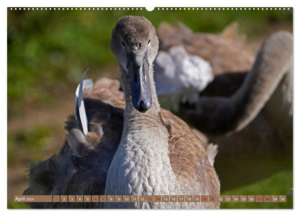 Fascination with Mute Swans (CALVENDO Premium Wall Calendar 2024) 