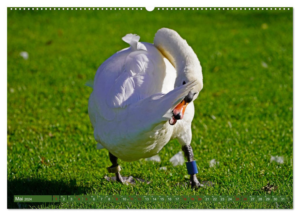 Fascination with Mute Swans (CALVENDO Premium Wall Calendar 2024) 