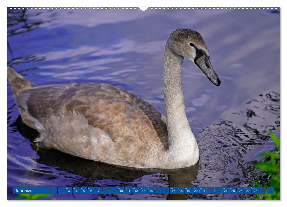 Fascination with Mute Swans (CALVENDO Premium Wall Calendar 2024) 