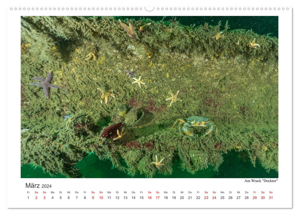 Underwater around Fehmarn (CALVENDO Premium Wall Calendar 2024) 