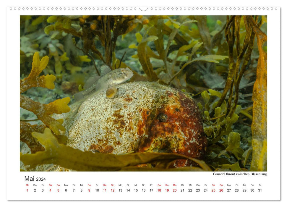 Unter Wasser rund um Fehmarn (CALVENDO Premium Wandkalender 2024)