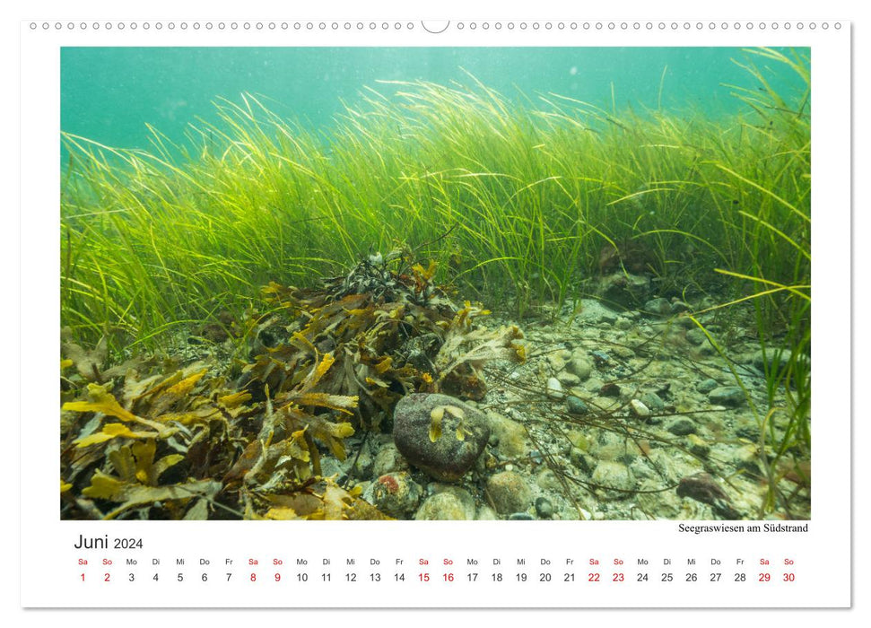 Sous l'eau autour de Fehmarn (Calvendo Premium Wall Calendar 2024) 