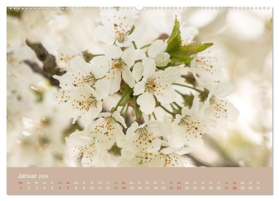 Fantastischer Frühling (CALVENDO Premium Wandkalender 2024)