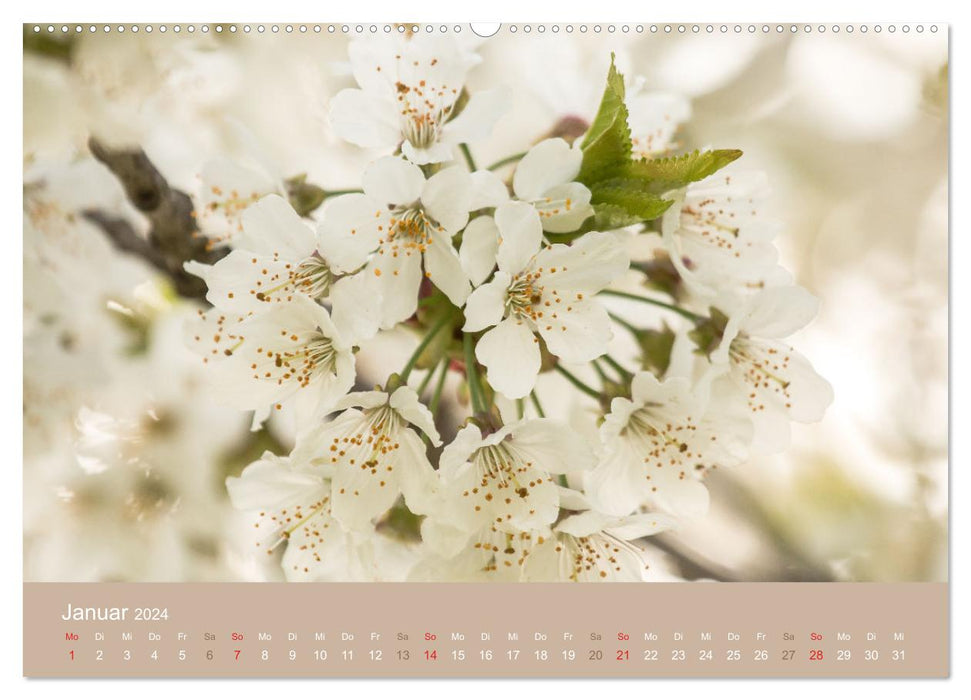 Printemps fantastique (Calendrier mural CALVENDO Premium 2024) 