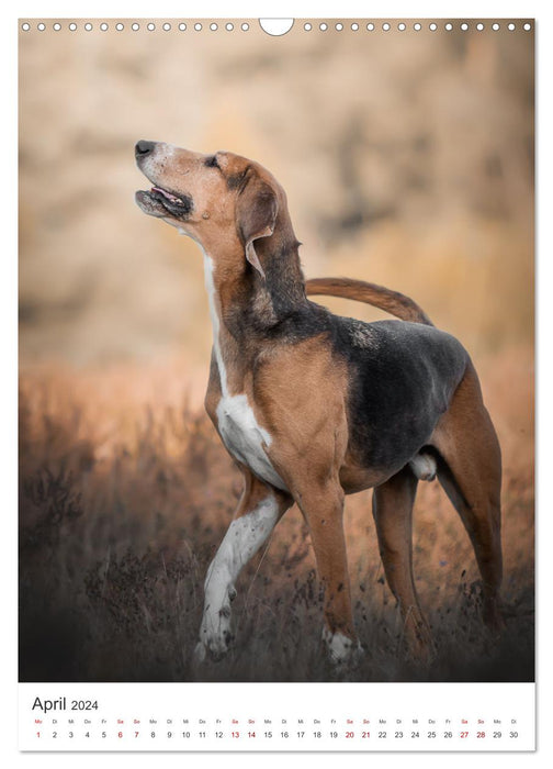 Chiens - Nos fidèles compagnons. (Calendrier mural CALVENDO 2024) 