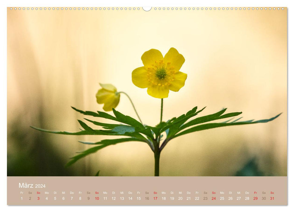 Fantastischer Frühling (CALVENDO Wandkalender 2024)