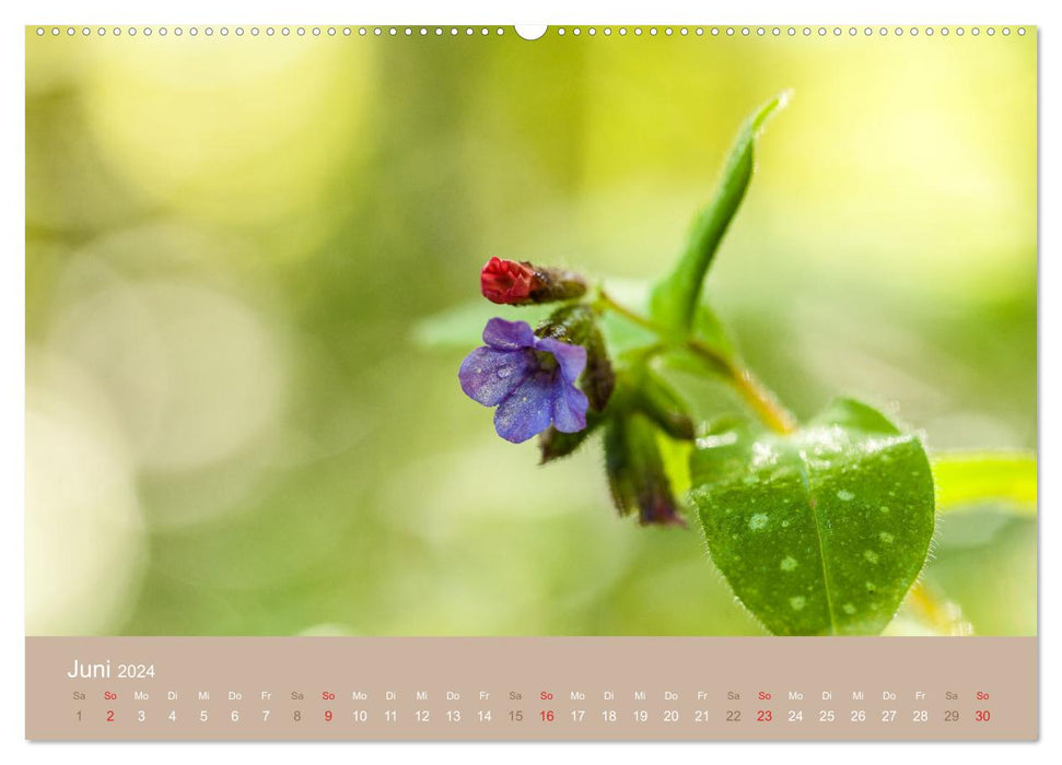 Fantastischer Frühling (CALVENDO Wandkalender 2024)