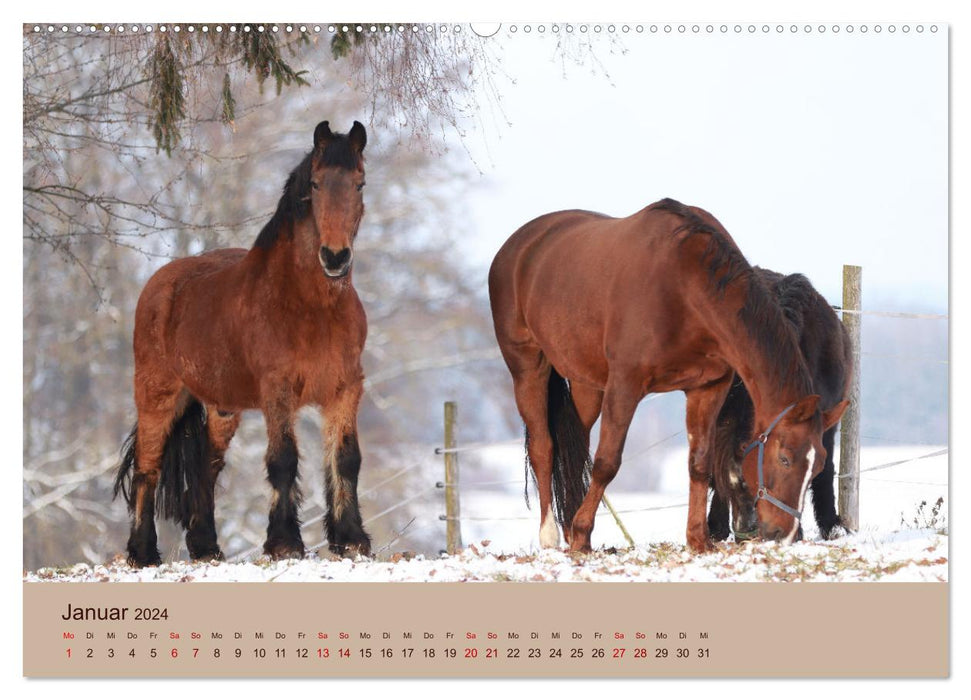 Farm animals - from small to large, with fur and feathers. (CALVENDO Premium Wall Calendar 2024) 