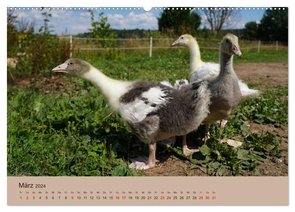 Farm animals - from small to large, with fur and feathers. (CALVENDO Premium Wall Calendar 2024) 