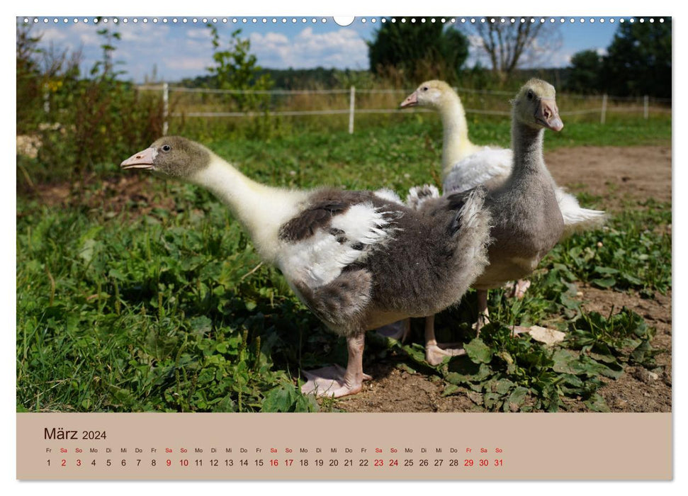 Animaux de ferme - du plus petit au plus grand, avec fourrure et plumes. (Calendrier mural CALVENDO Premium 2024) 