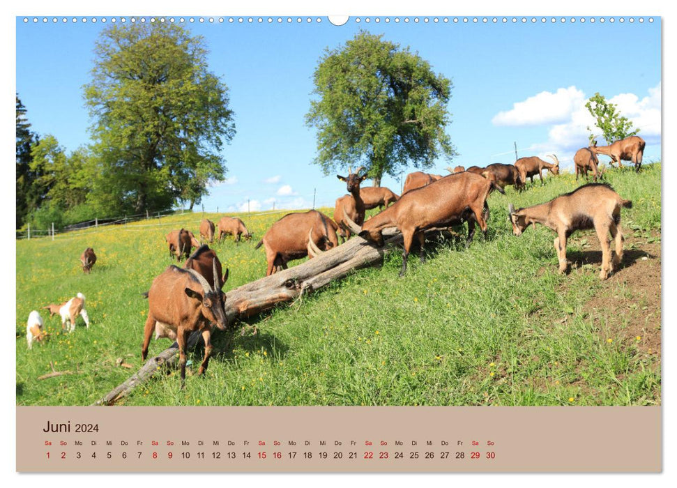 Animaux de ferme - du plus petit au plus grand, avec fourrure et plumes. (Calendrier mural CALVENDO Premium 2024) 