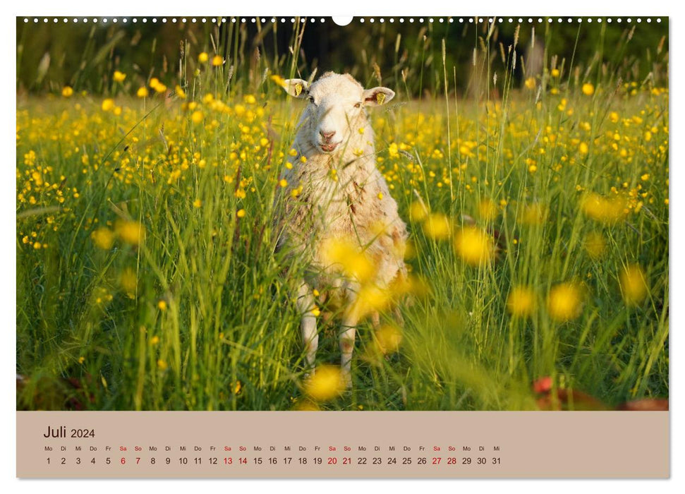 Animaux de ferme - du plus petit au plus grand, avec fourrure et plumes. (Calendrier mural CALVENDO Premium 2024) 