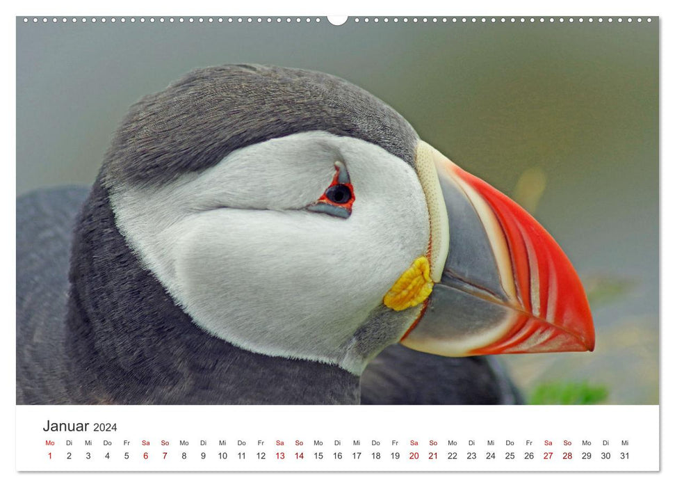 Papageitaucher - Clowns der nordischen Vogelwelt (CALVENDO Premium Wandkalender 2024)